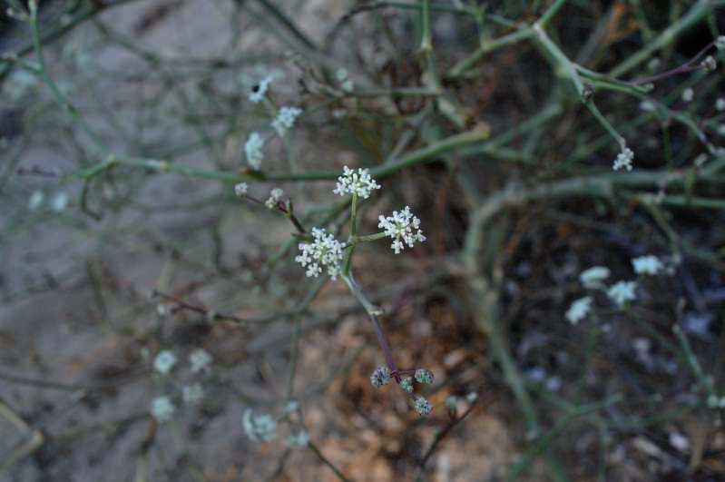 Seseli tortuosum / Finocchiella mediterranea